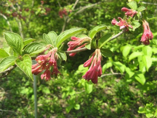 Weigela floribunda