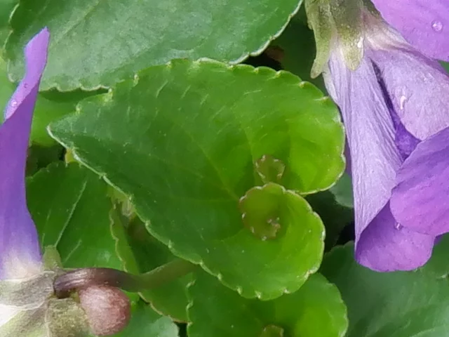 藍菫菜