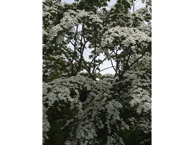 ヤマボウシ