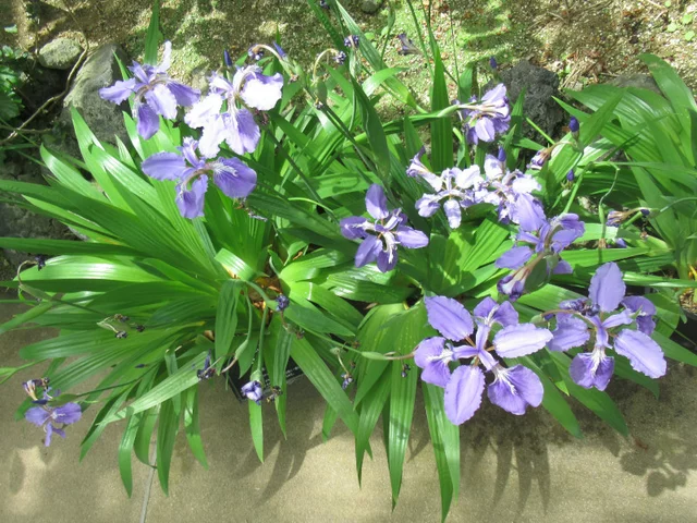 イチハツ