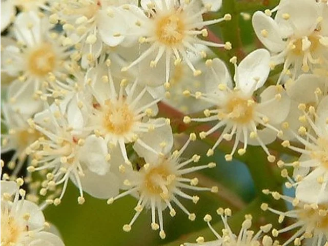 Photinia glabra