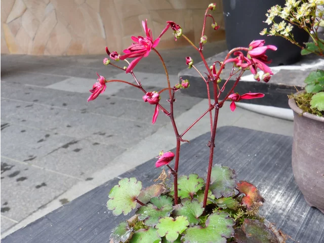 Daimonjisou  'Benisango'