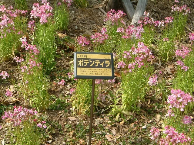Potentilla