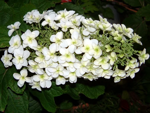 橡树叶绣球花