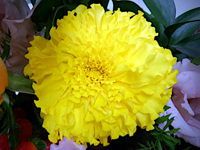 Tagetes erecta
