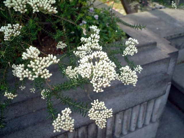 地米花