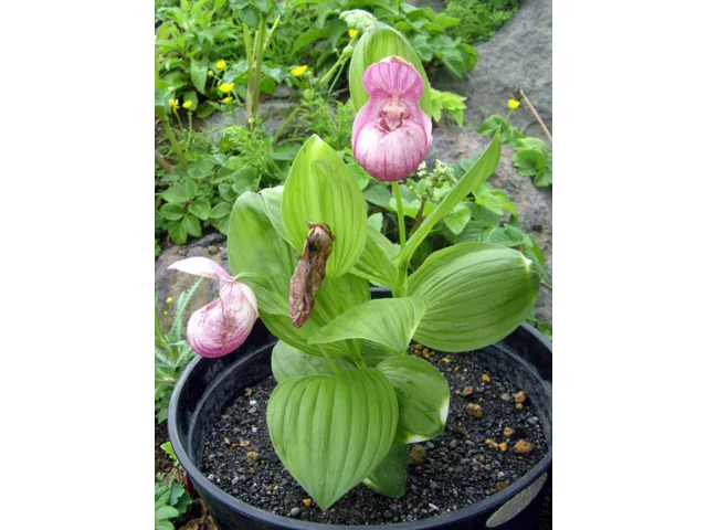 Large-flowered Cypripedium