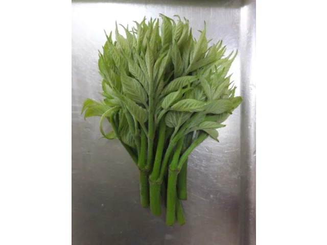ウド