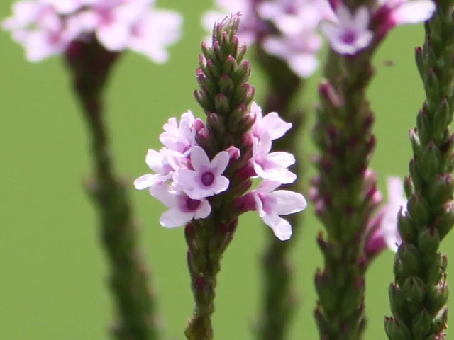 Pink vervain
