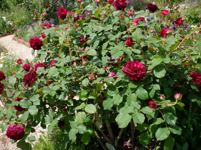 Rose 'Munstead Wood'