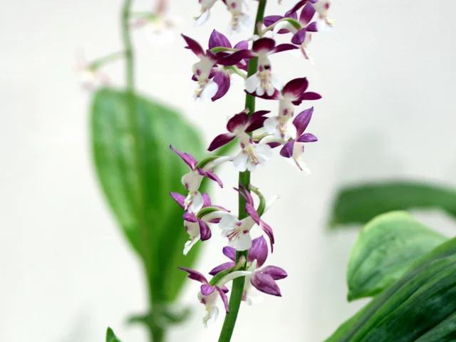Ebine 'Orihime'
