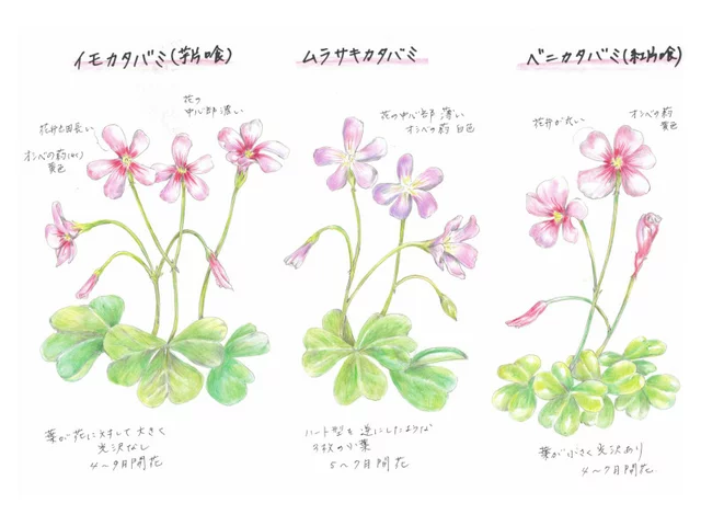 芸香
