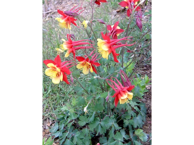 Aquilegia