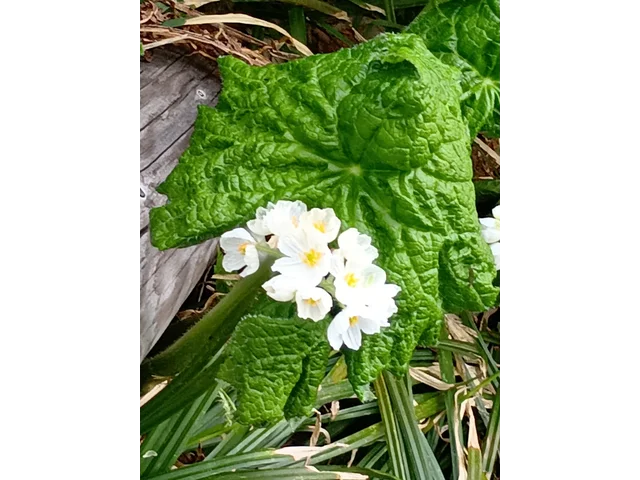Diphylleia grayi