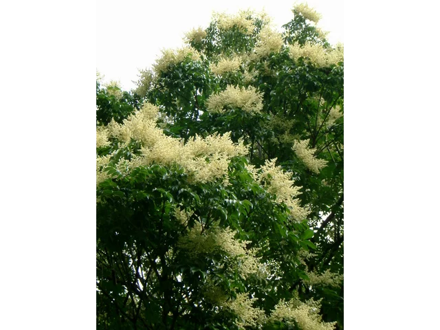紅紫枝