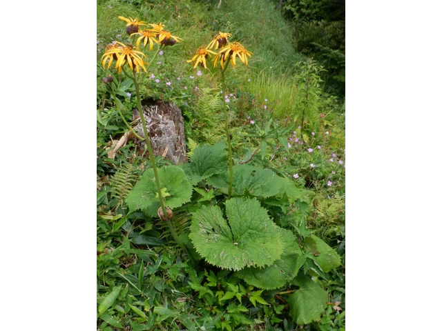 Ligularia dentata