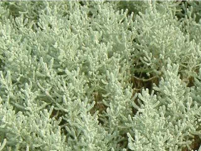 Lavender cotton