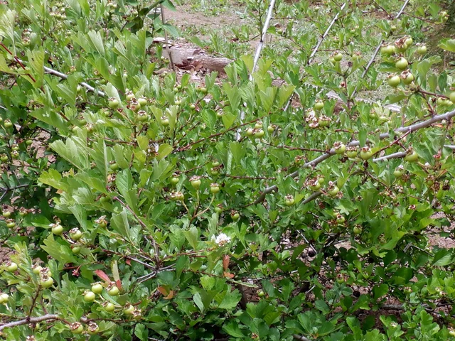 野山楂