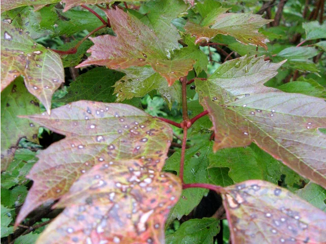 Viburnum sargentii