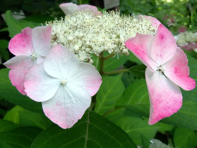 Hydrangea serrata