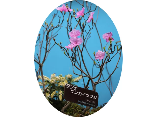 耽羅迎紅杜