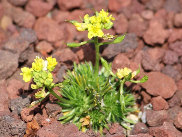 yellow whitlow-grass