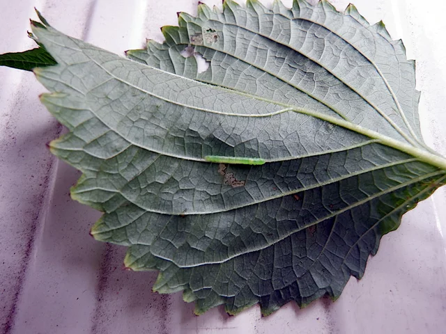 Perilla crispa