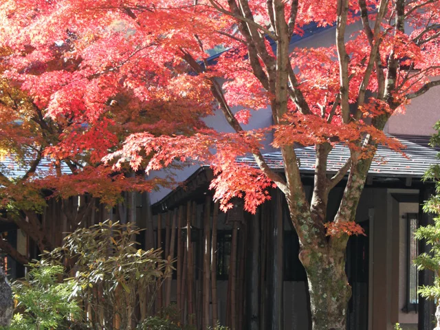 Palmate maple