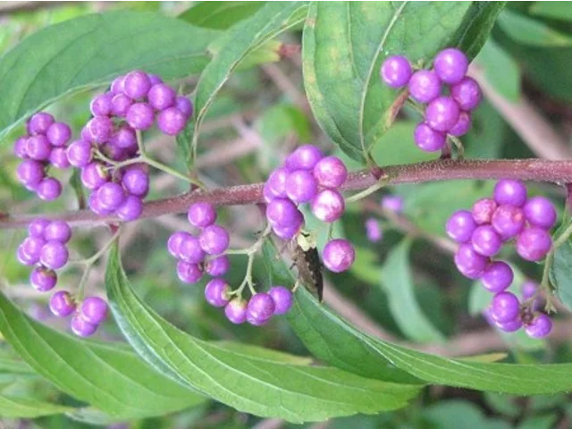Callicarpa dichotoma