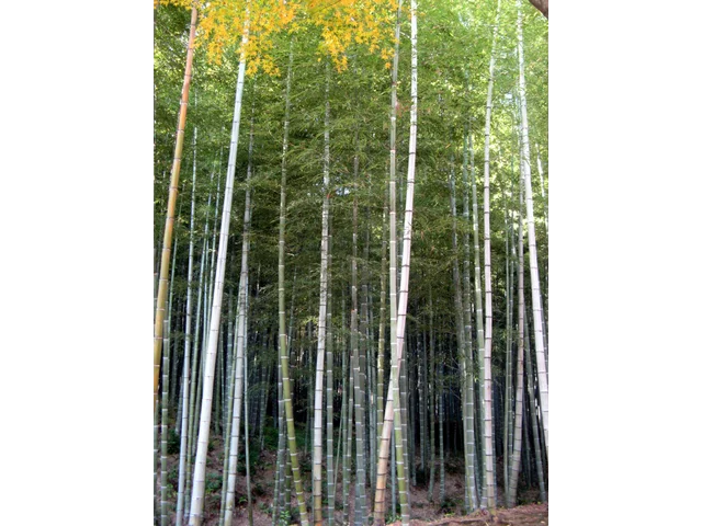 moso bamboo