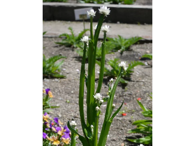 Ammobium