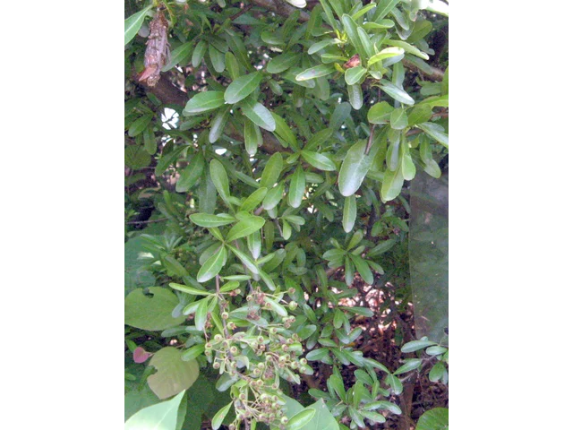 Pyracantha