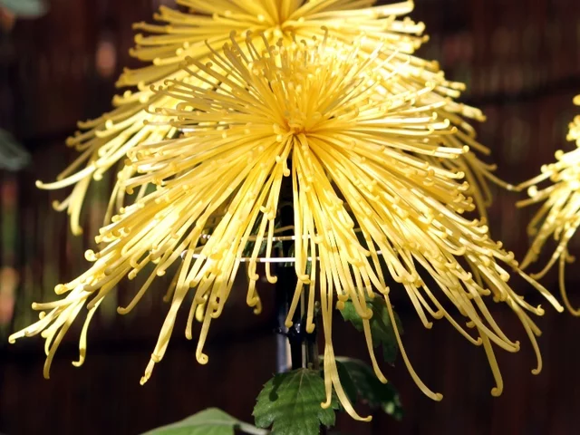 開龍秋峰 菊>大菊>管物