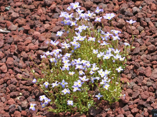 Bluets