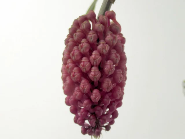 蜡黄寄树兰