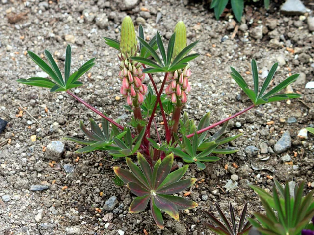 Lupinus polyphyllus