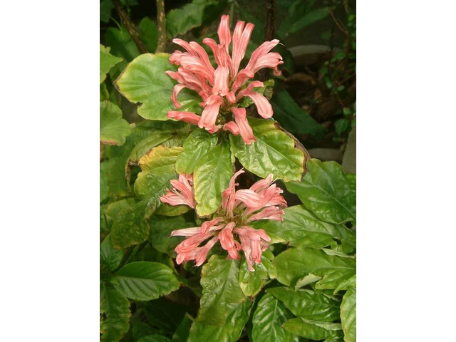 Justicia carnea