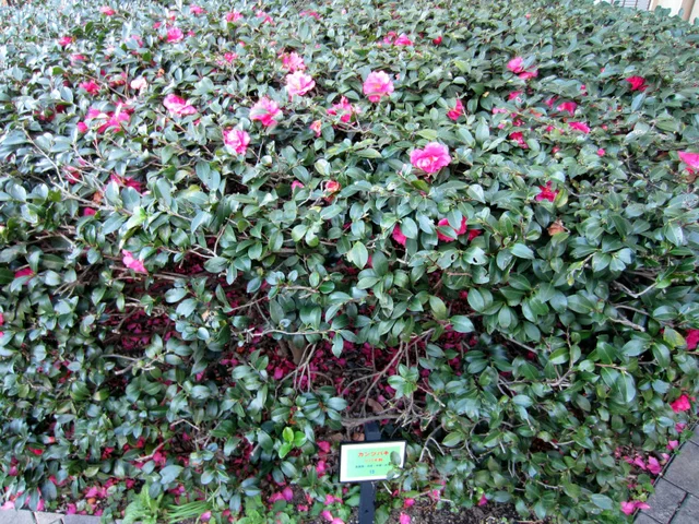 山茶花 '寒椿'