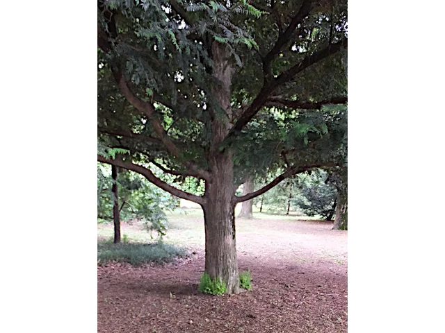 Japanese torreya