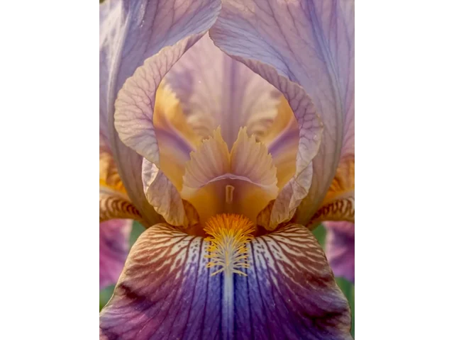 German Iris