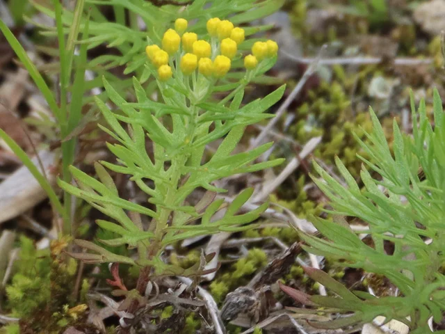 Chrysanthemum rupestre