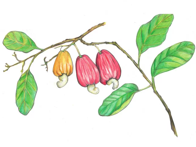 Cashew