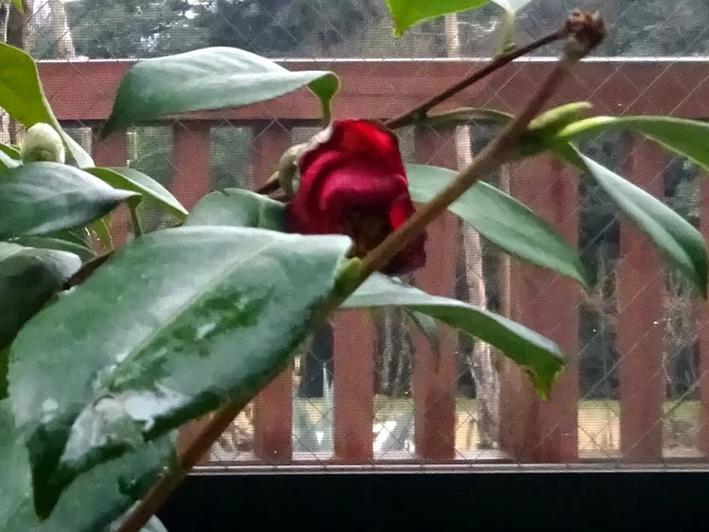 Camellia Murasaki-no-iori