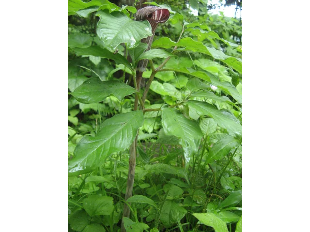 Jack in the pulpit