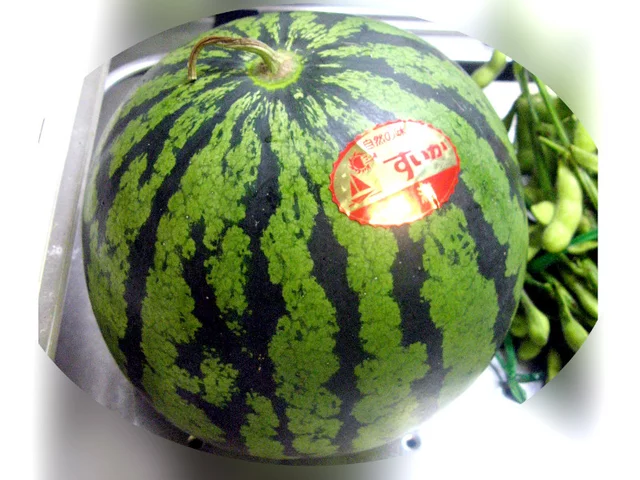 watermelon
