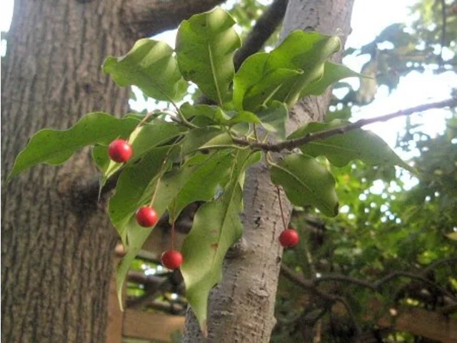 Ilex pedunculosa