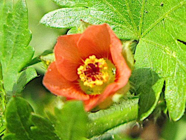 Modioa caroliniana