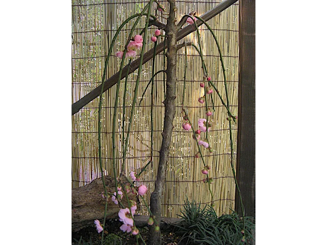 Weeping plum
