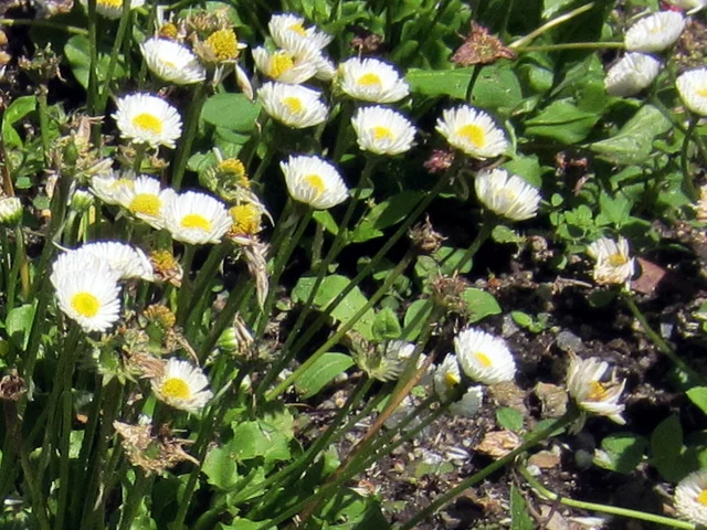 雏菊
