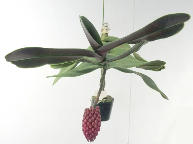 蜡黄寄树兰